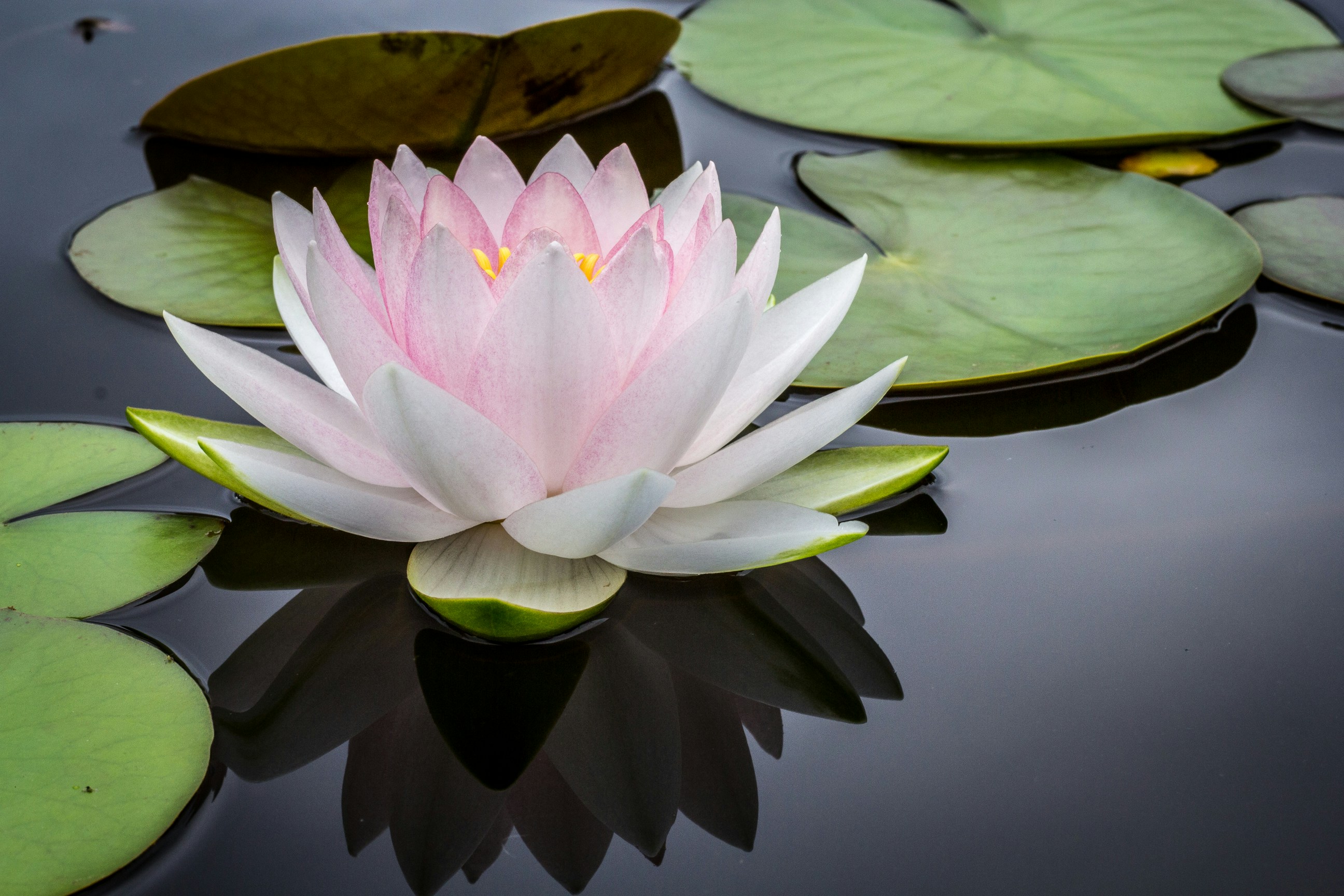 Lotus flower on water
